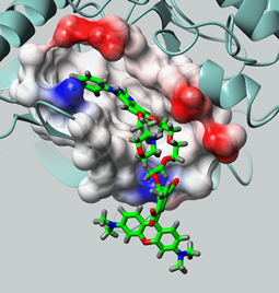 ​​​​​​​​​​​Molecular model of a drug-fluorophore fusion bound to the cancer target EGFR.