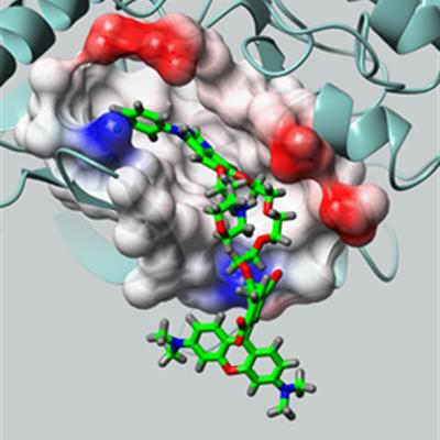 Molecular model of drug binding