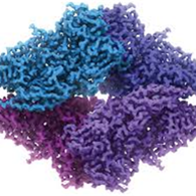 Model of a protein complex
