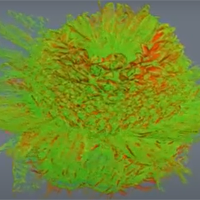 Tomographic image of dandelion head