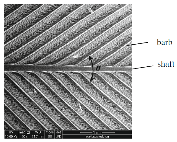 Microscopic structure of bird flight feathers