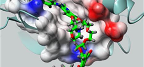 Molecular model of drug binding